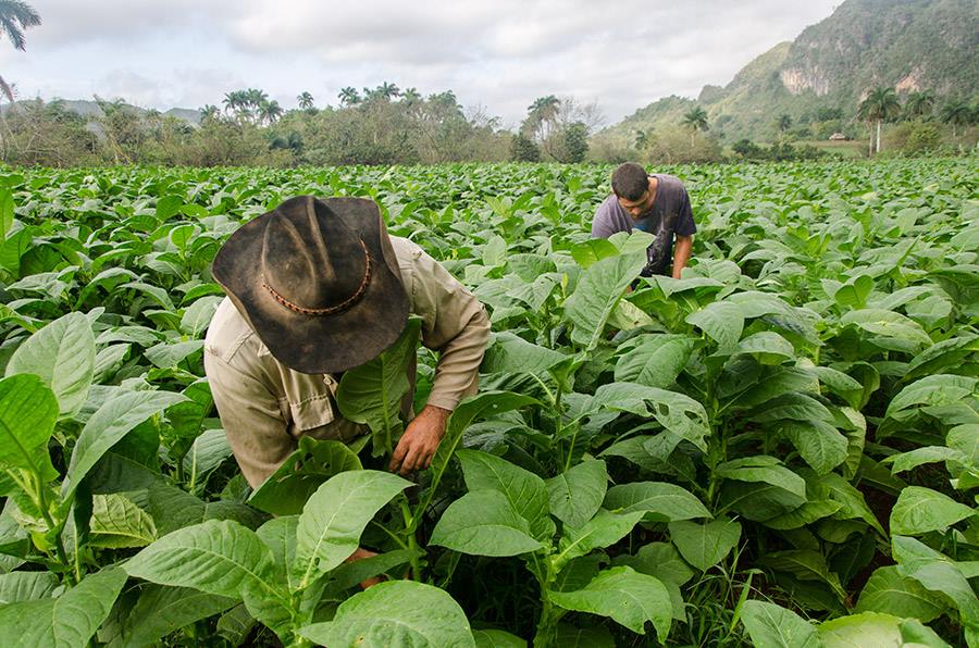 tobacco fields in my photo tours to Cuba